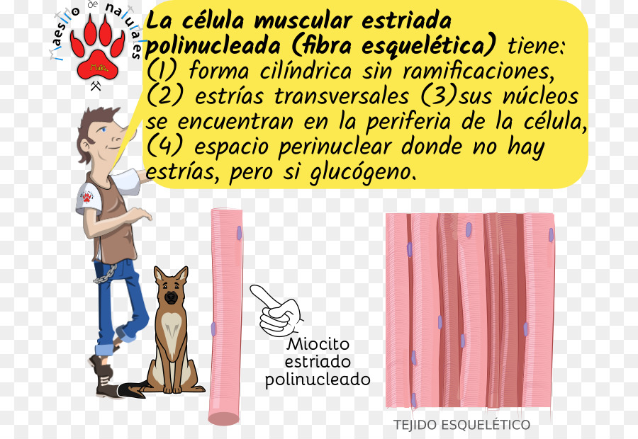 Myocyte，العضلات المخططة الأنسجة PNG