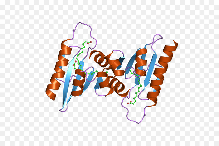 هيكل البروتين，جزيء PNG