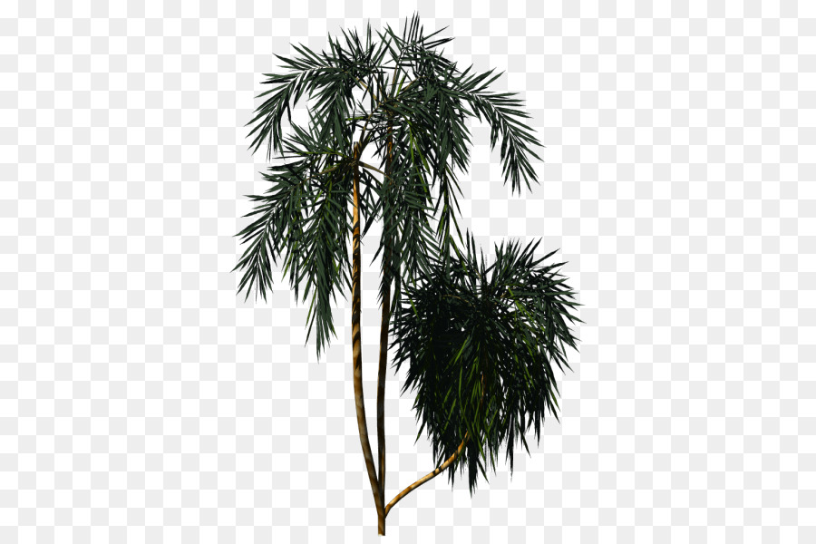 النخيل الآسيوية，Arecaceae PNG