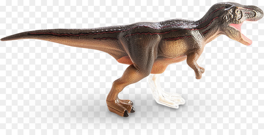 Tyrannosaurus，تشريح PNG