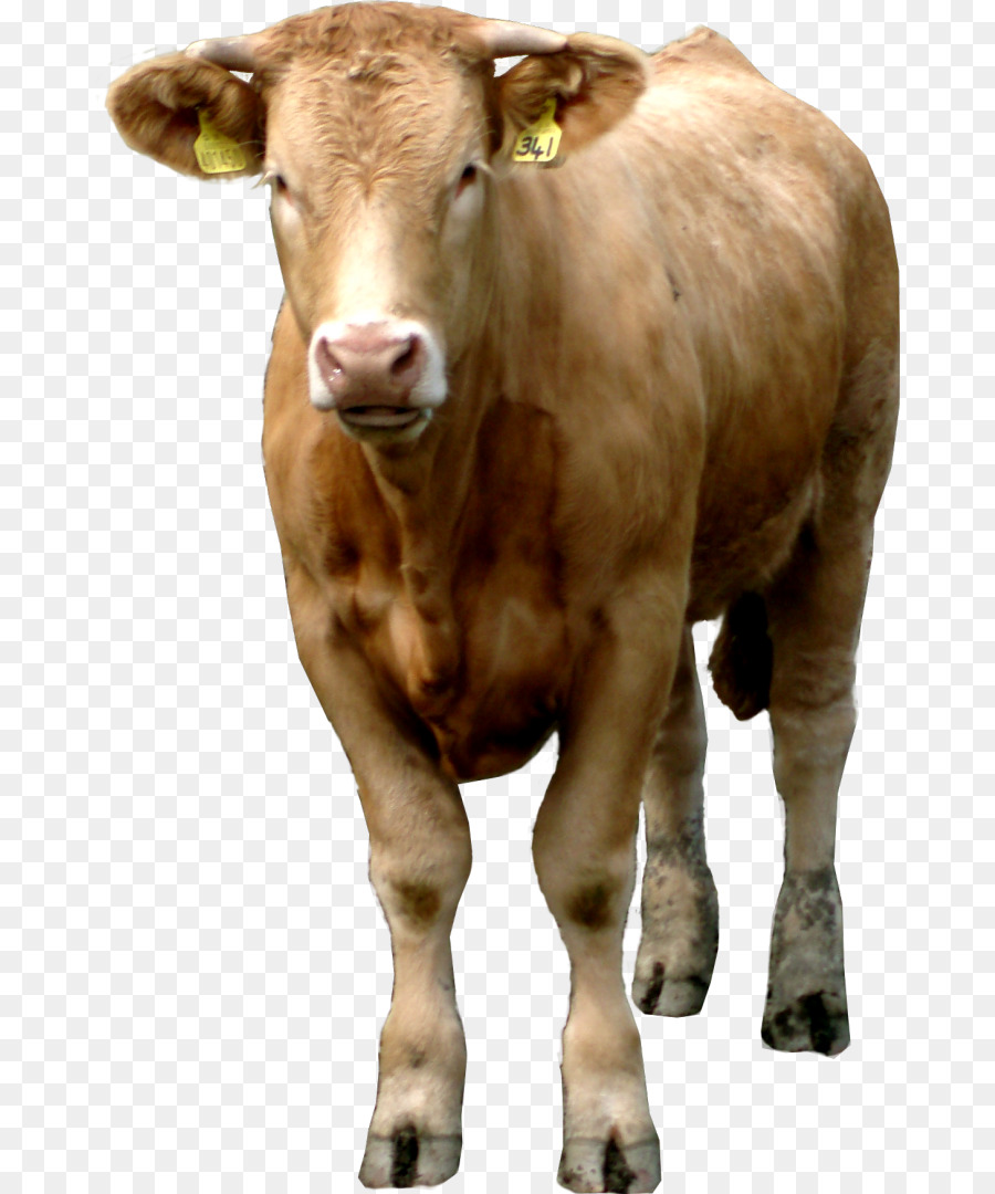 الأبقار الفريزيان هولشتاين，الماعز PNG