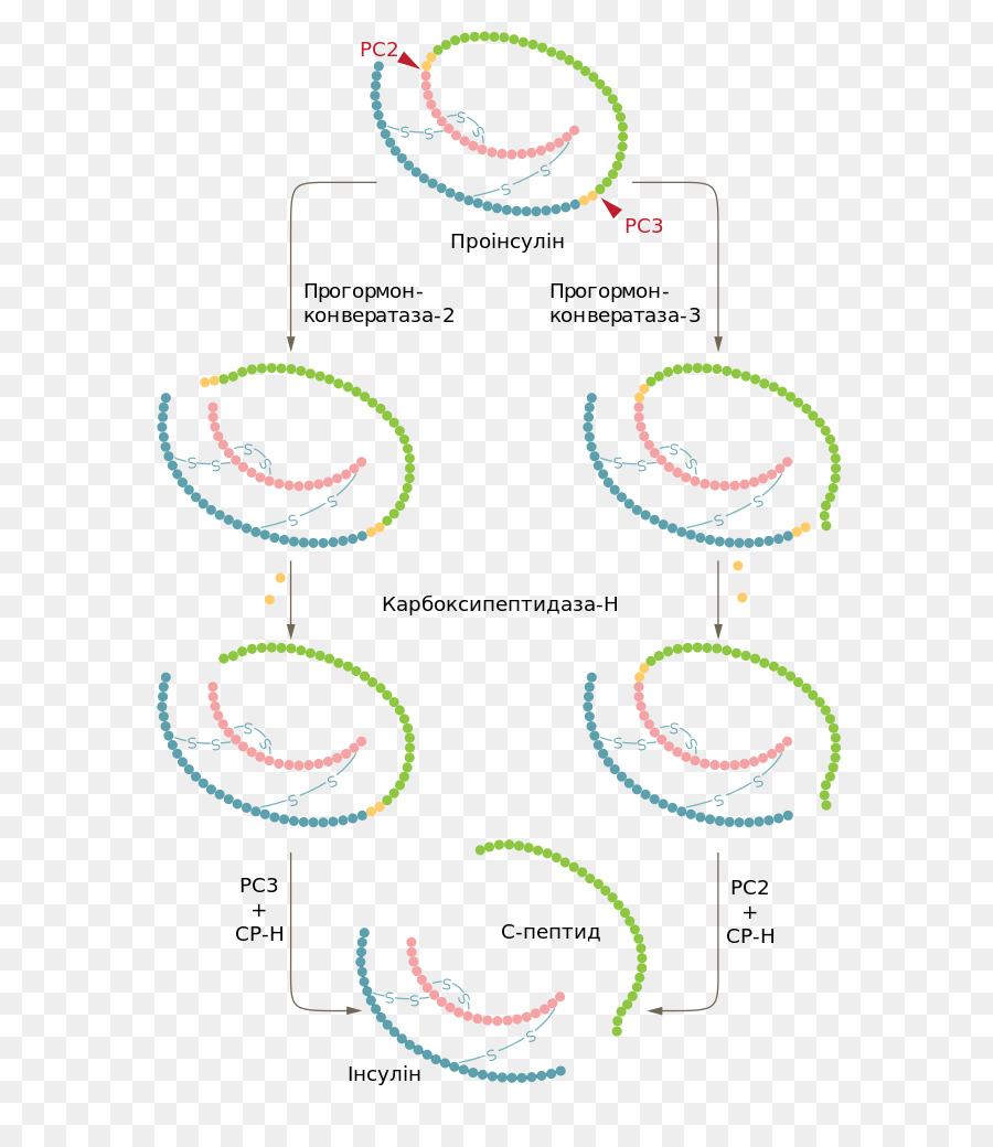 Proinsulin，Preproinsulin PNG