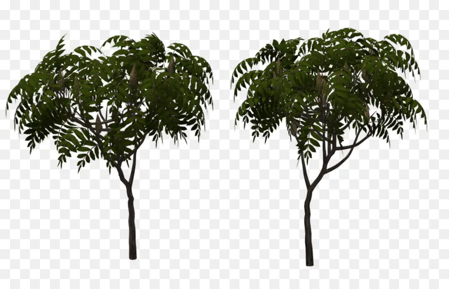 فرع，Rhus Typhina PNG