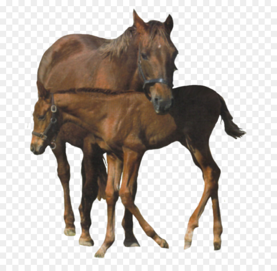 كليديسدال الخيل，أمريكا مصغرة الحصان PNG