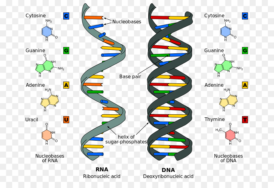 الأحماض النووية Rna الحمض النووي صورة بابوا نيو غينيا