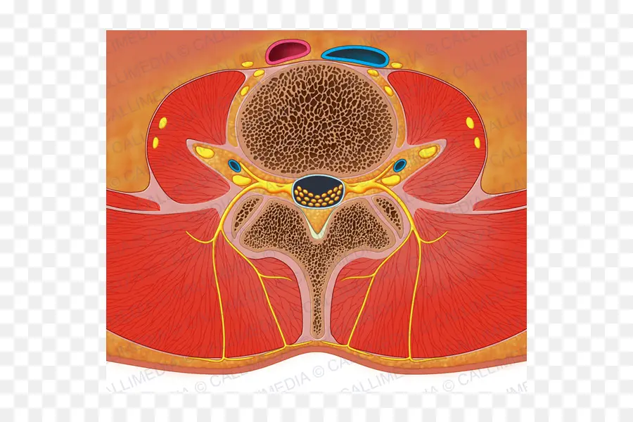 المقطع العرضي للعمود الفقري，تشريح PNG