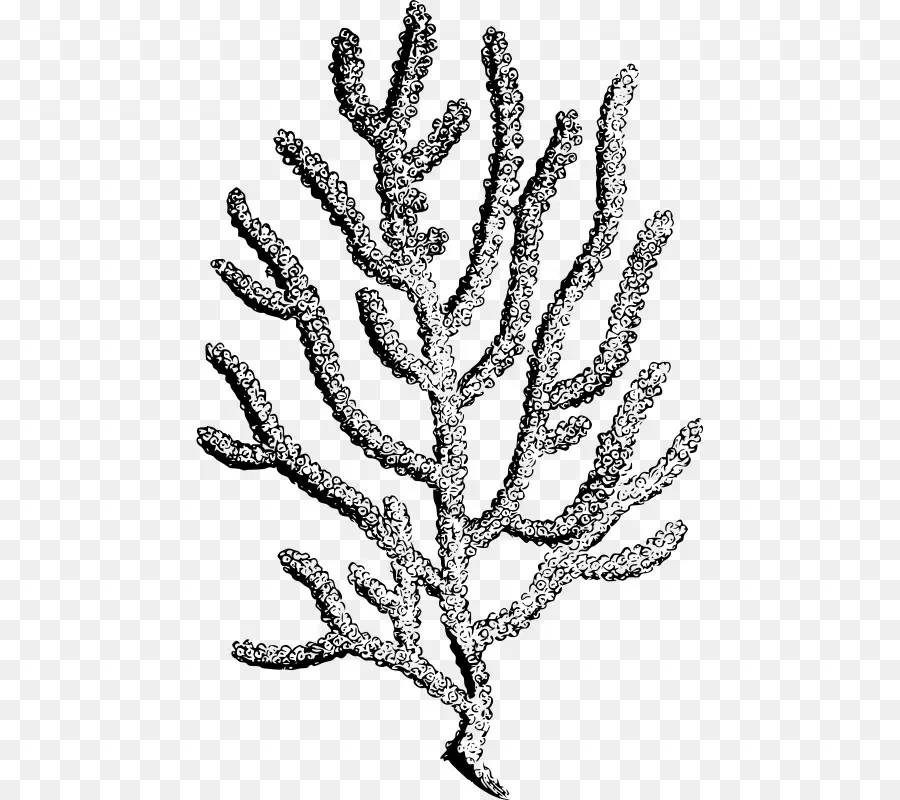 المرجان，الشعاب المرجانية PNG