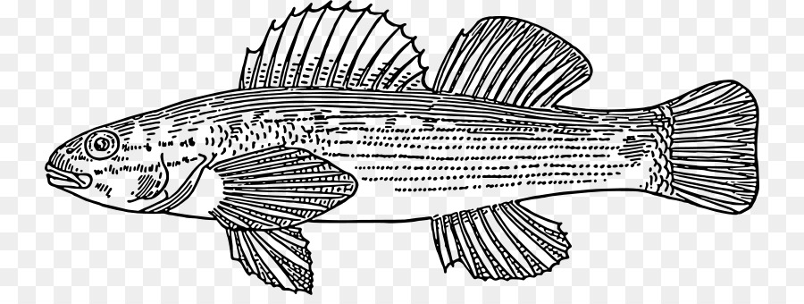 الأسماك，Actinopterygii PNG