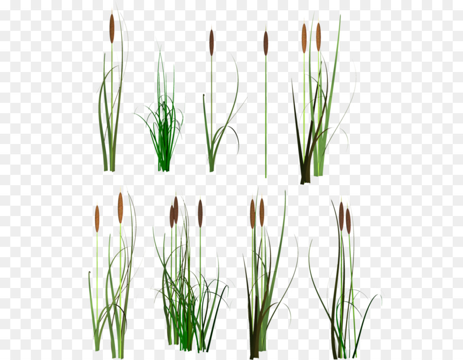 Scirpus，خط الكمبيوتر PNG