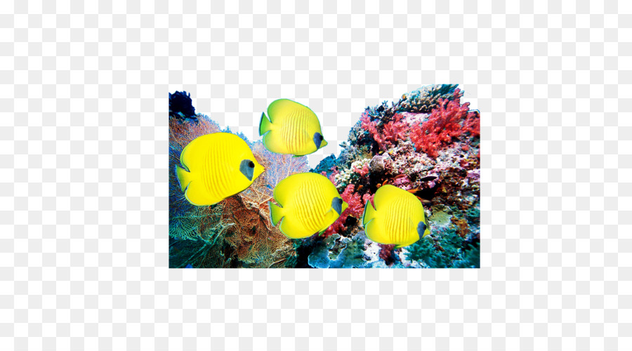 الشعاب المرجانية，التلفزيون PNG