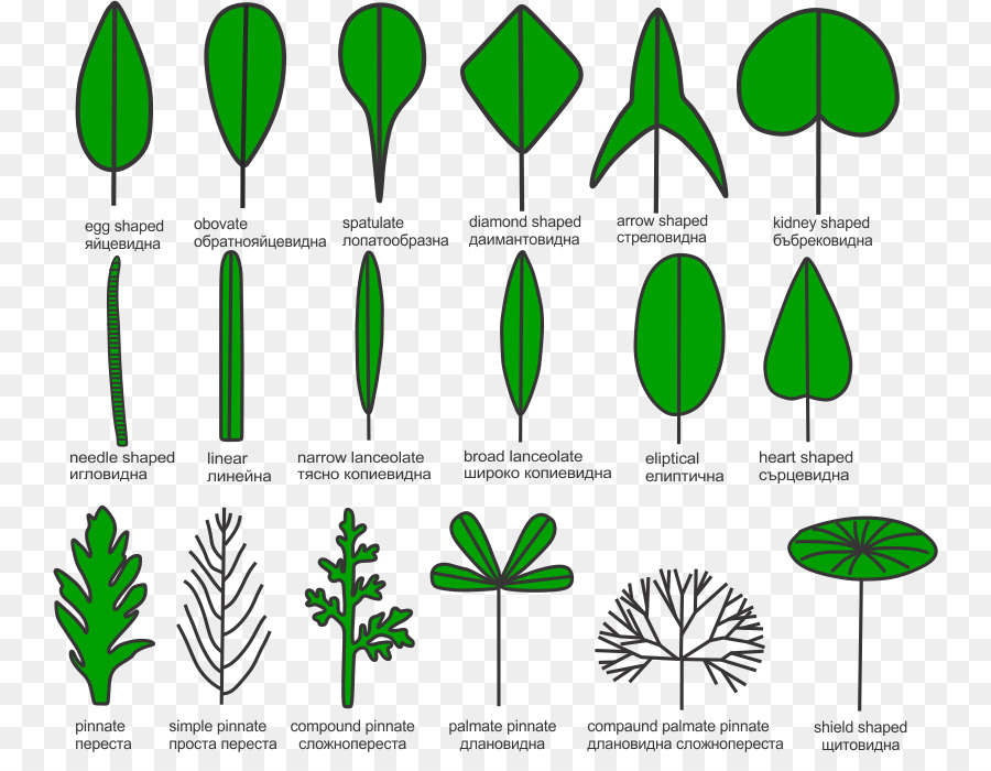 أشكال الأوراق，علم النبات PNG
