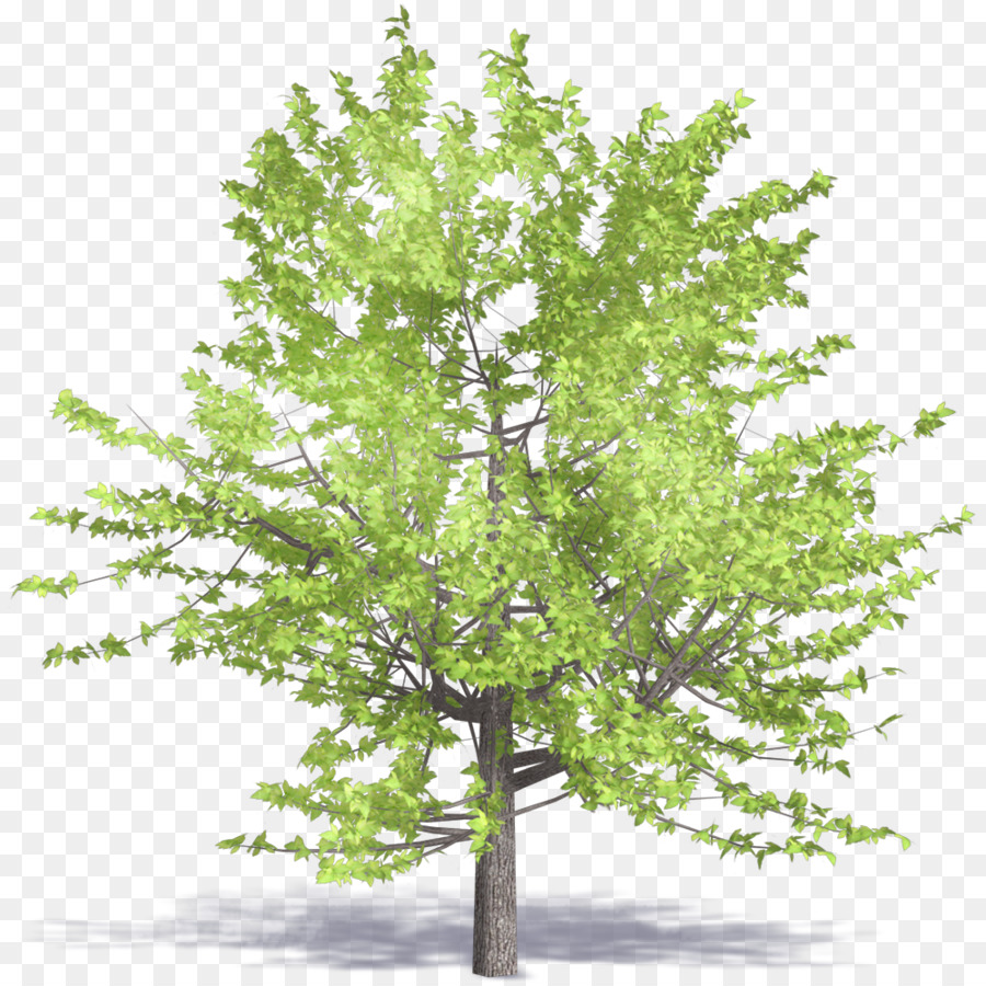 Acer Carpinifolium，نمذجة معلومات البناء PNG