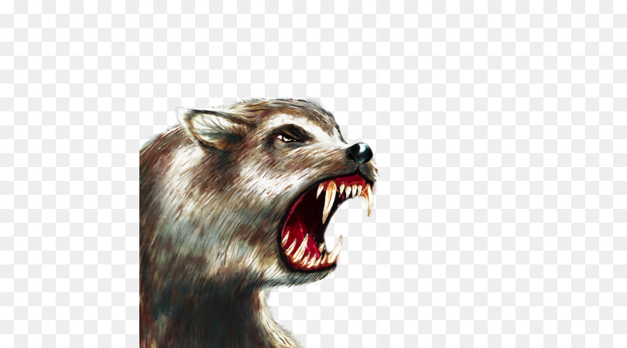 الذئب الرمادي，الراكون PNG