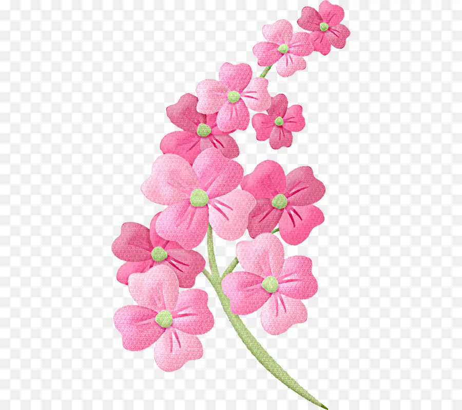زهرة，الأزهار التوضيحية PNG