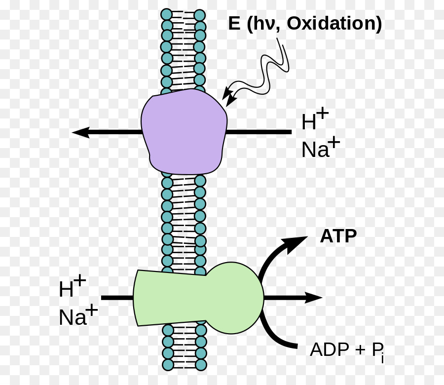 Chemiosmosis，الفسفرة PNG