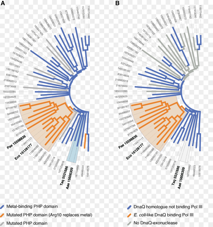 البلمرة Dna，E Coli PNG