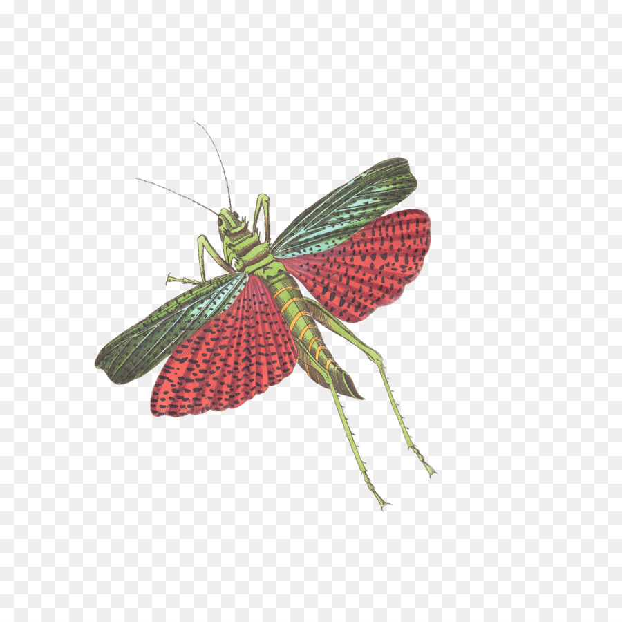 الحشرات，Acrididae PNG