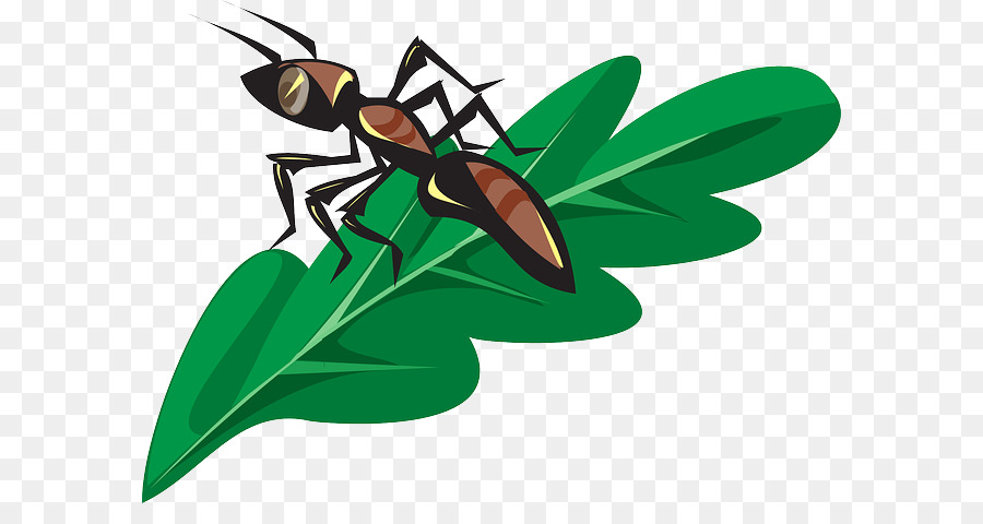 النمل，الحشرات PNG
