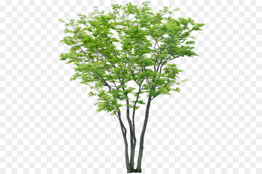 شجرة，Computeraided التصميم PNG