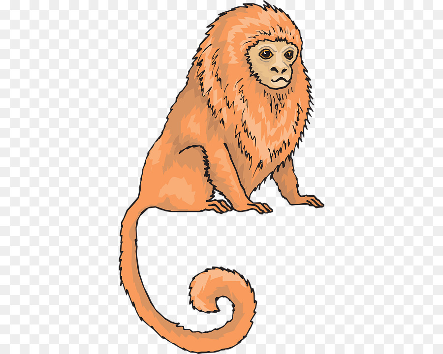 الأسد الذهبي تامارين，Marmoset PNG