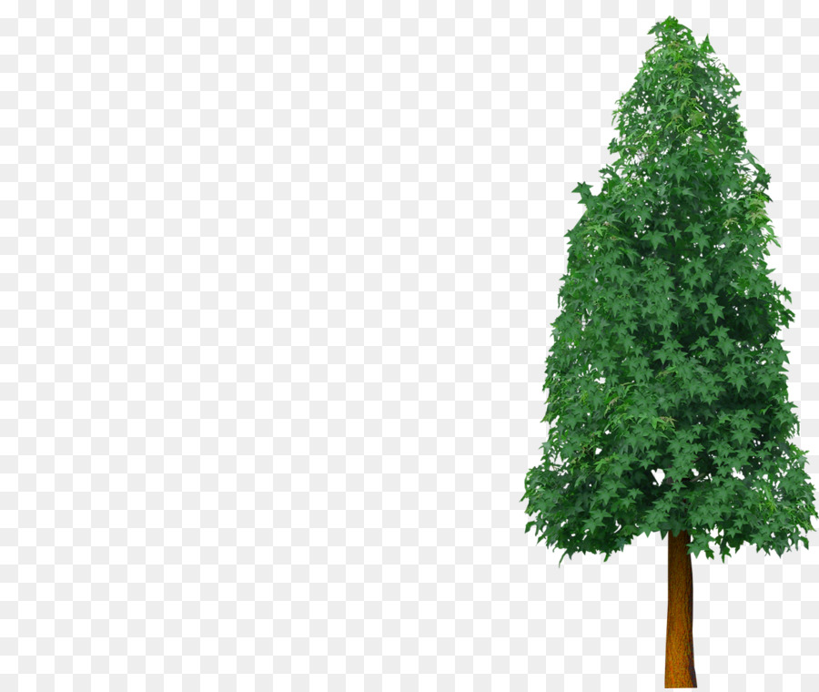 شجرة，شجرة التنوب PNG