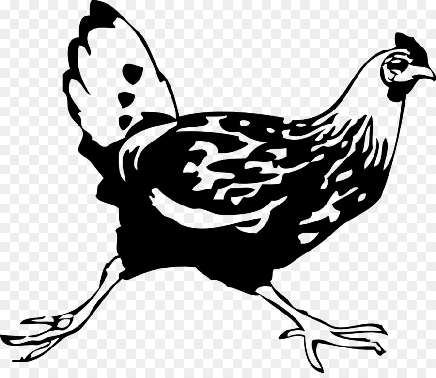 ليفورنو الدجاج，كوشين الدجاج PNG