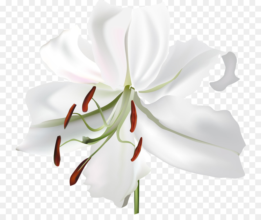 Lilium，زهرة PNG