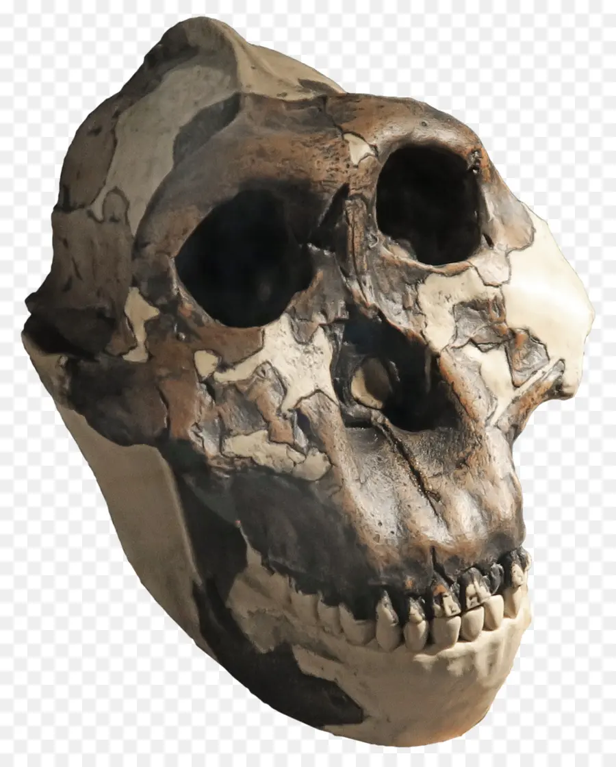 الجمجمة，الهيكل العظمي PNG