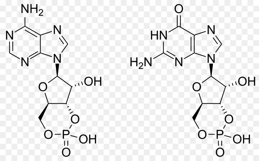 دوري جوانوزين أحادي فوسفات，أدينوزين دوري أحادي الفوسفات PNG