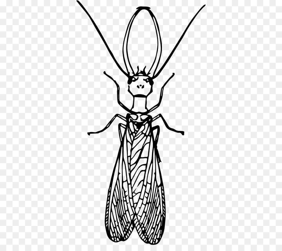 الحشرات，Dobsonflies PNG