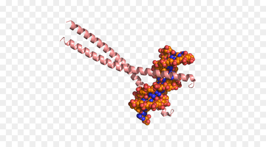 Cebpb，Ccaatenhancerbinding البروتينات PNG