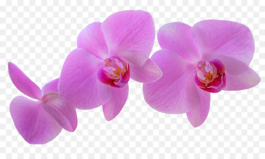 بساتين الفاكهة，Dendrobium بساتين الفاكهة PNG