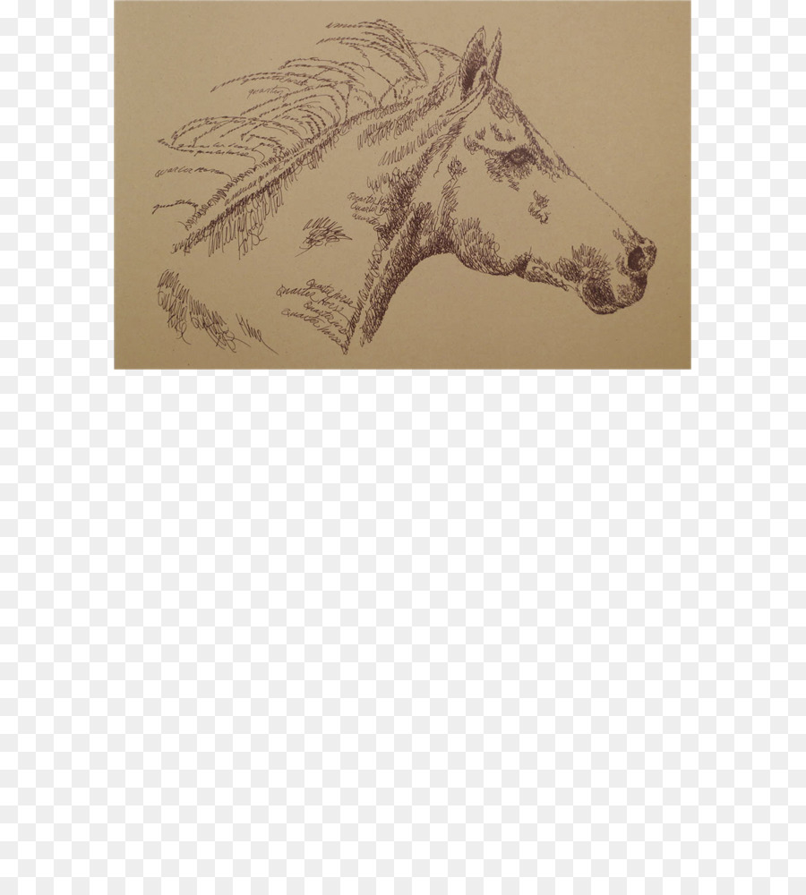الزرافة，أمريكا الربع الحصان PNG
