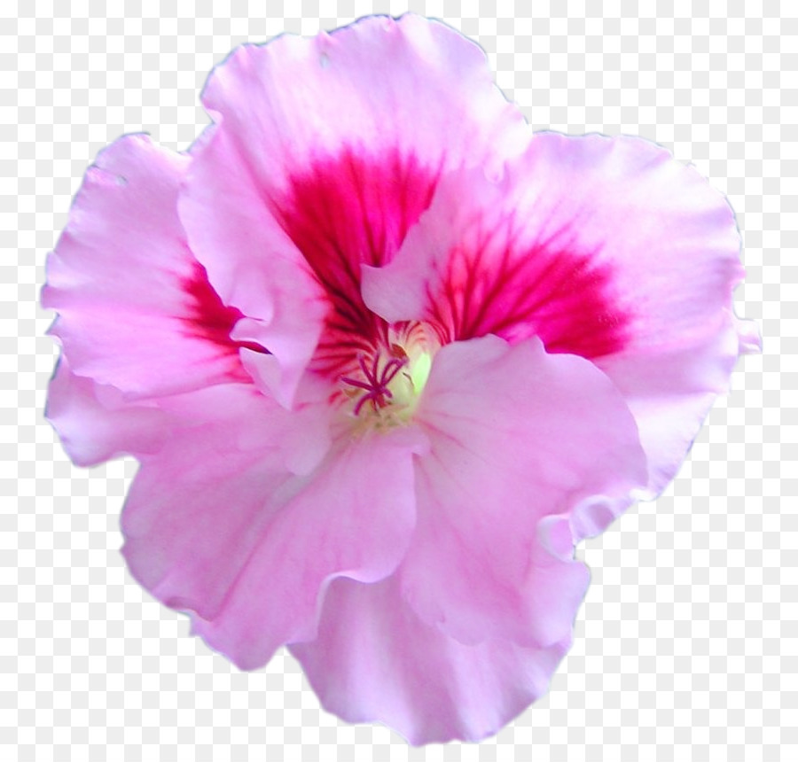 Rosemallows，رافعة Sbill PNG
