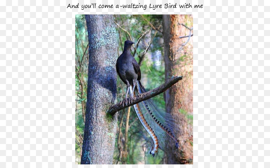 الطيور，رائعة Lyrebird PNG