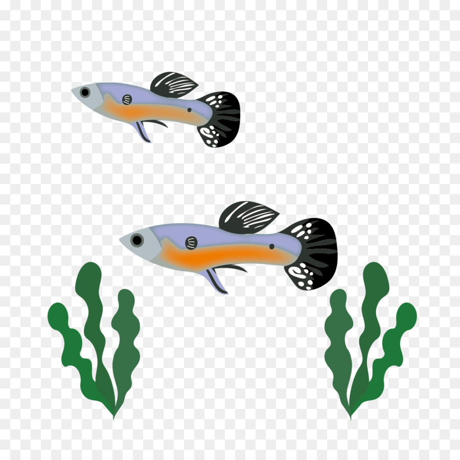 الأسماك，را PNG