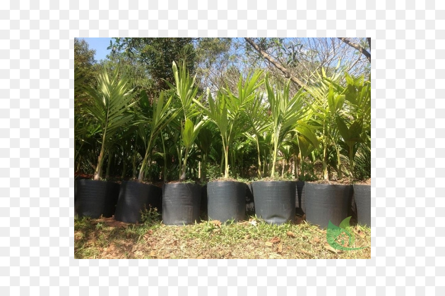 Arecaceae，كانواس مركز الحديقة PNG