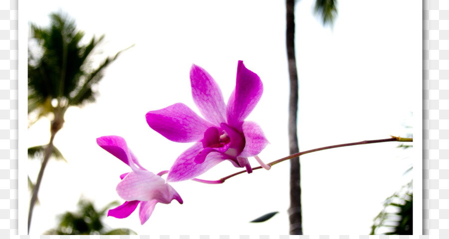 فراشة بساتين الفاكهة，Dendrobium PNG