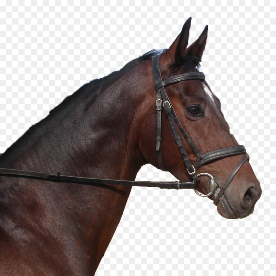 الحصان الأندلسي，أصيل PNG
