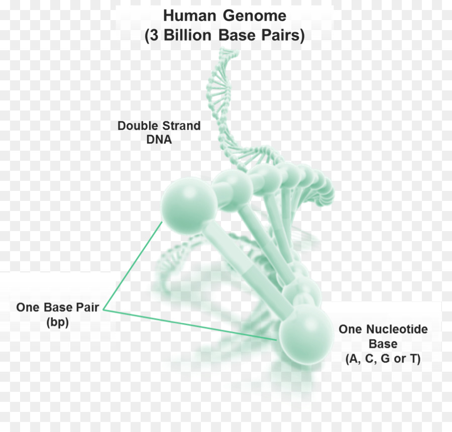 الجينوم，الجينوم البشري PNG