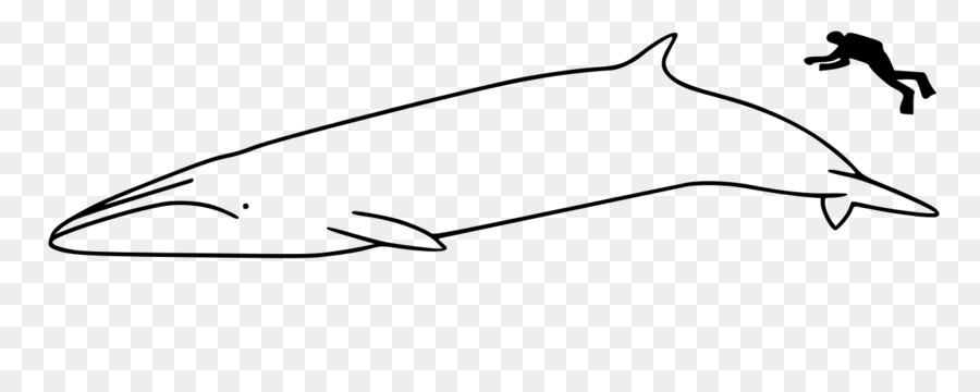 برايد هو الحوت，الحوت ساي PNG