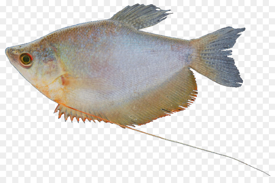 أسماك المياه العذبة，المياه العذبة PNG