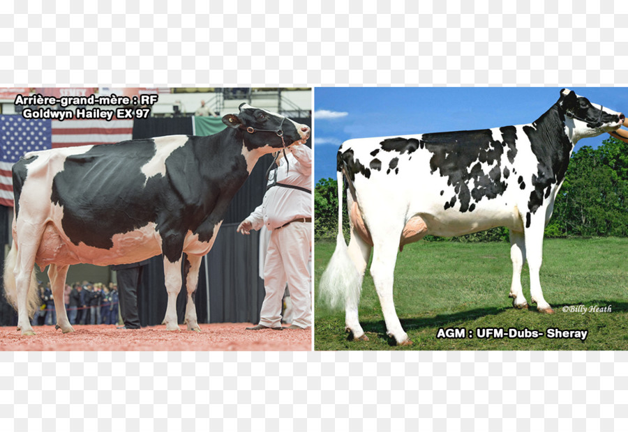 الأبقار الحلوب，الأبقار الفريزيان هولشتاين PNG