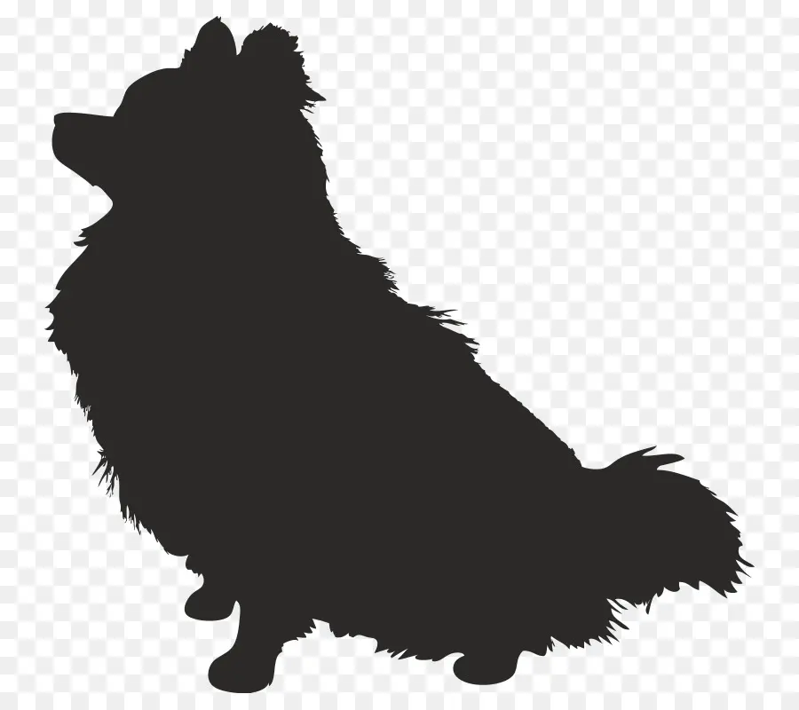 Schipperke，كلب صغير طويل الشعر PNG