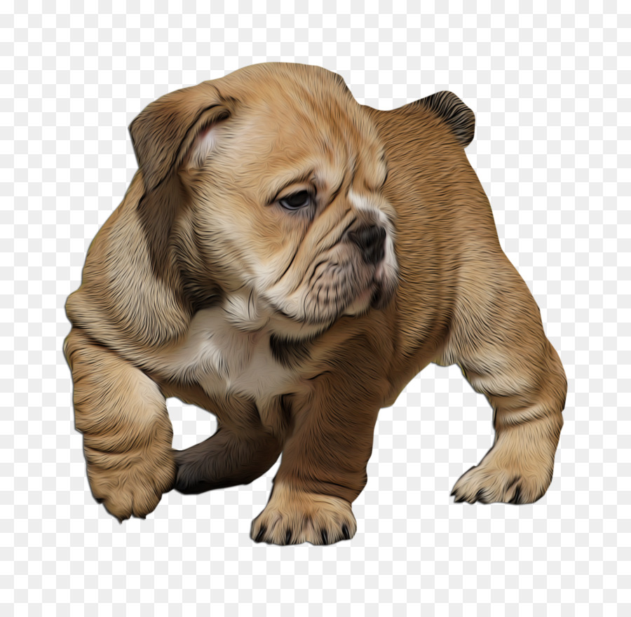 وادي بلدغ，العجوز الإنجليزية Bulldogge PNG