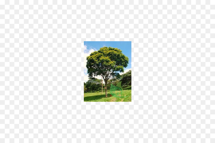 شجرة，Caesalpinia Pluviosa PNG