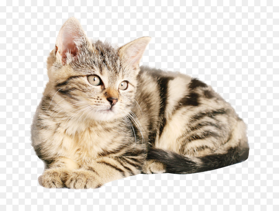 القط سيبيريا，الملايا القط PNG