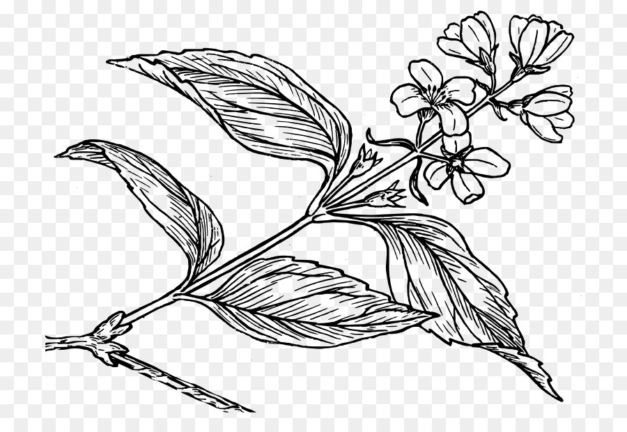 الرسم，علم النبات PNG