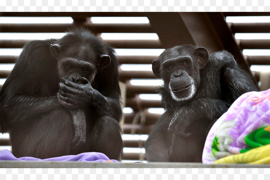 الشمبانزي العادي，الغوريلا PNG
