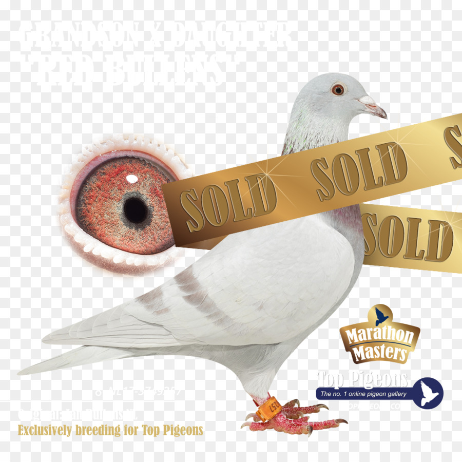 Columbidae，Pigeon Forge الجذب PNG
